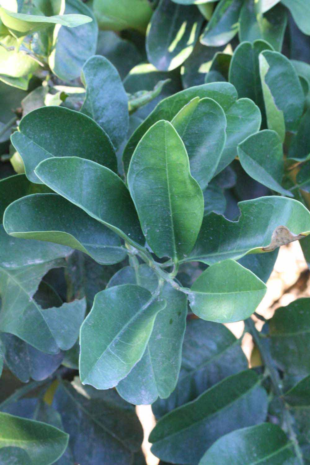              Shade leaves (Riverside, CA)       